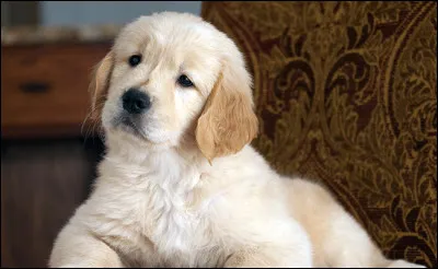 Complétez : Le chien est le ... de la chienne.