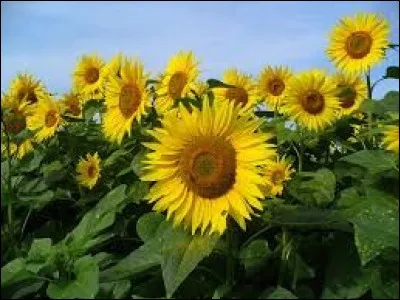 L'image doit vous permettre de dénouer cette ténébreuse affaire sortie en 1956. Quel est le titre approchant de cet album ?