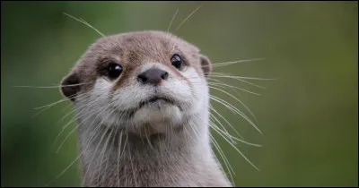 La loutre a-t-elle un cri ? Si oui, lequel ?