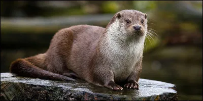 Quelle altitude peut supporter la loutre ?