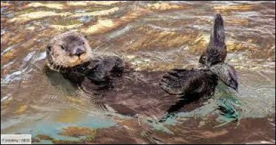 Complétez cette phrase, qui porte sur le caractère des loutres : 
"La loutre dEurope est un animal territorial et solitaire, mais surtout...".