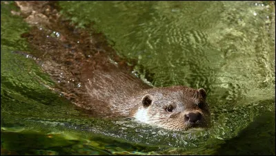 Comment pourrait-on qualifier une loutre qui nage ?
