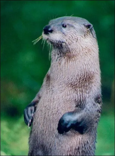 Quels sont les principaux prédateurs d'une loutre ?