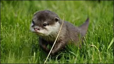 Comment s'appellent les petits de la loutre ?