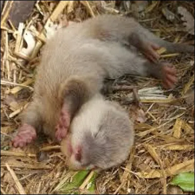 Combien de temps dure la gestation de Madame la Loutre ?