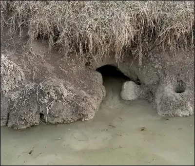 Où les loutrons naissent-ils ?