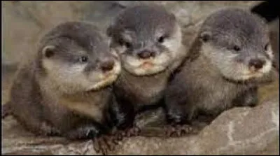 Combien sont les loutrons dans une portée, généralement ?