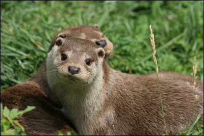 Quelle est la durée de vie moyenne d'une loutre ?