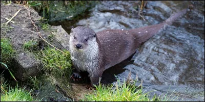 Quel est le milieu d'habitat de la loutre ?