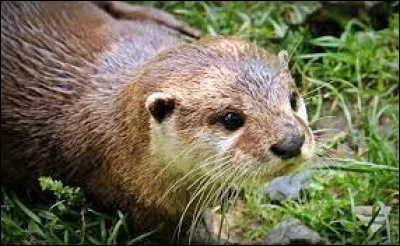 Sur les continents où la trouve-t-on ?