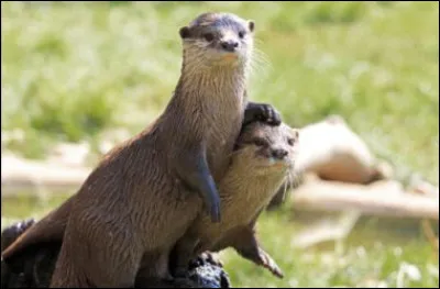 Quelle est la taille moyenne d'une loutre ?