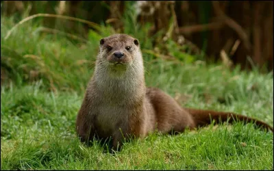 Et son poids est de...