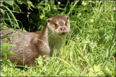 Comment définiriez-vous la couleur de son pelage ?