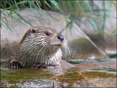 Le pelage de Madame la Loutre est très spécial. Pourquoi ?
