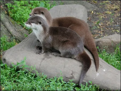 Et comment s'appellent ces deux couches de poils ?