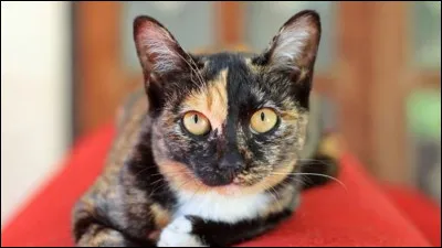 Quelle est ta couleur de pelage préférée ?