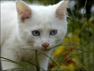 Tu veux que ton chat soit :