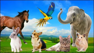 Quel est ton animal préféré ?