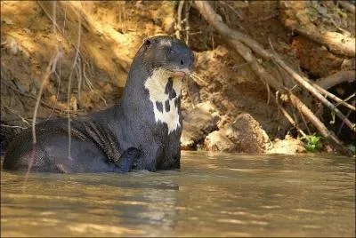 La plus grande loutre est la loutre gante du Brsil, elle peut mesurer presque...