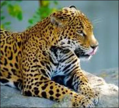 J - Jaguar.
Où est-il ?