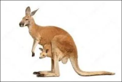 K - Kangourou.
Les kangourous habitent principalement dans le continent...