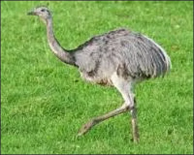 N - Nandou.
Le nandou est un oiseau rheiforme de la famille des ratites tel que...