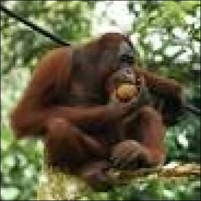 O - Orang-outan.
Que mange-il principalement ?