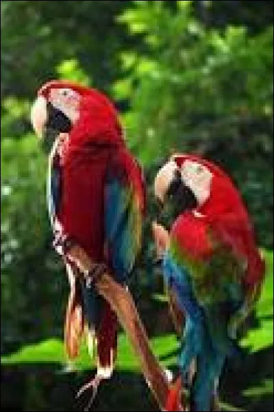 P - Perroquet.
Les perroquets ont...