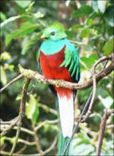 Q - Quetzal.
Le quetzal doré pèse entre...