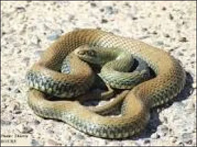 S - Serpent.
Le couleuvre de Montpellier vient-elle justement de Montpellier ?