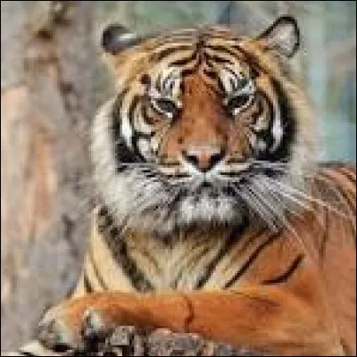 T - Tigre.
Vrai ou faux ? Le tigre de Sumatra est une sous-espèce du tigre.