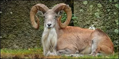 U - Urial.
Il est une espèce de...