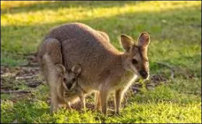 W - Wallaby.
C'est un marsupial très semblable au...