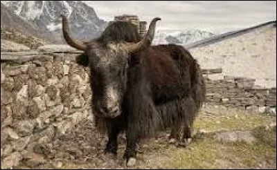 Y - Yack.
Quelle est sa description ?