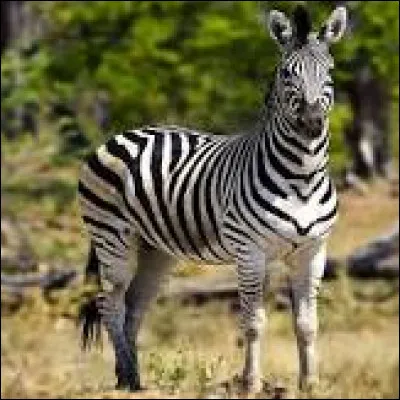 Z - Zèbre.
Dans quel sens dit-on que le zèbre a des rayures blanches et noires ?
