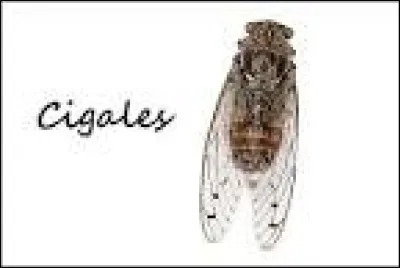 C - Cigale.
Que trouvons-nous, dans le sud de la France, sur les arbres où sont passées les cigales ?