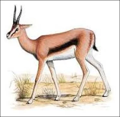 G - Gazelle.
Ce sont des...
