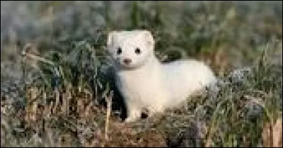 H - Hermine.
La longueur de la femelle est entre...