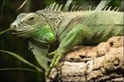 I - Iguane.
Peut-il changer vraiment de couleur ?