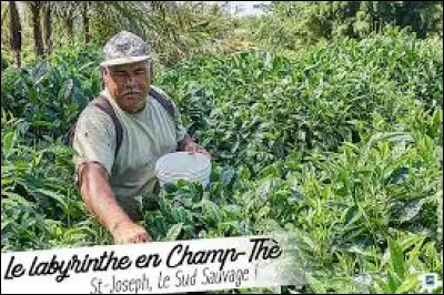 Que produit-on à Grand-Coude, à la Réunion ?