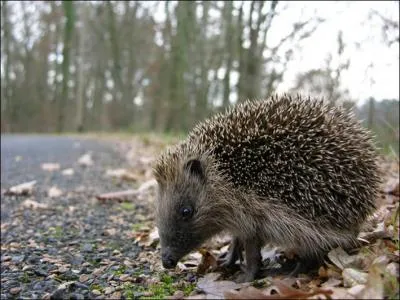 Chaque anne sur les routes de France, ...