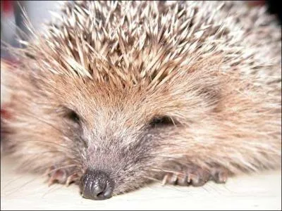 Le plus souvent ce qui pousse le hrisson  hiberner, c'est...