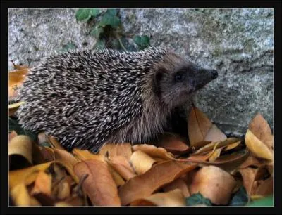 Pour communiquer et reprer la nourriture, les hrissons se servent...