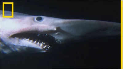 Quel est cet animal ? (un petit peu flippant je le reconnais)