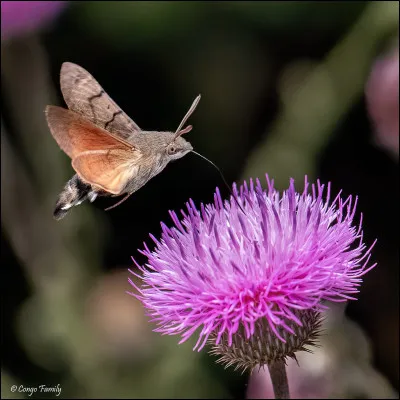 Quel est cet animal ?