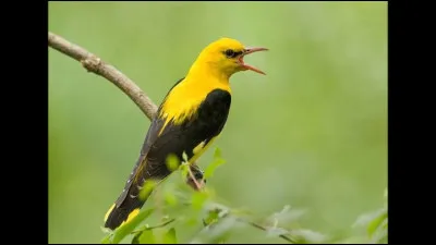 Quel est cet animal ?