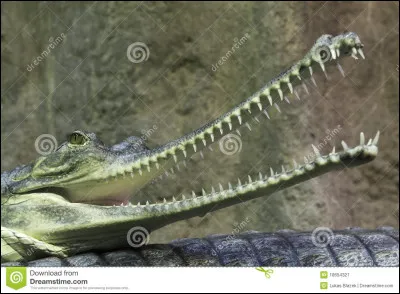 Quel est cet animal ?