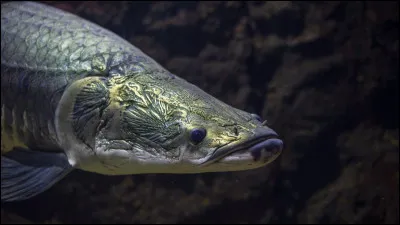 Quel est cet animal ?