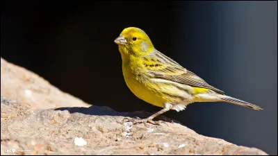 Quel oiseau est Titi, un personnage des Looney Tunes perpétuellement pourchassé par Grosminet ?
