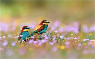 Qui chante "Fais comme l'oiseau" ?